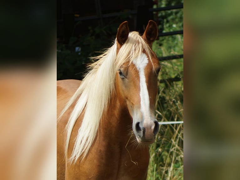 American Quarter Horse Wallach 2 Jahre 153 cm Fuchs in Linsburg