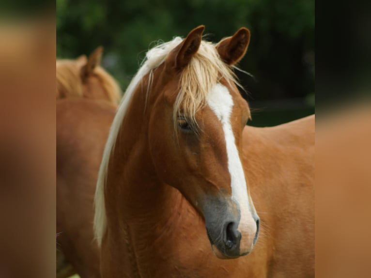 American Quarter Horse Wallach 2 Jahre 153 cm Fuchs in Linsburg