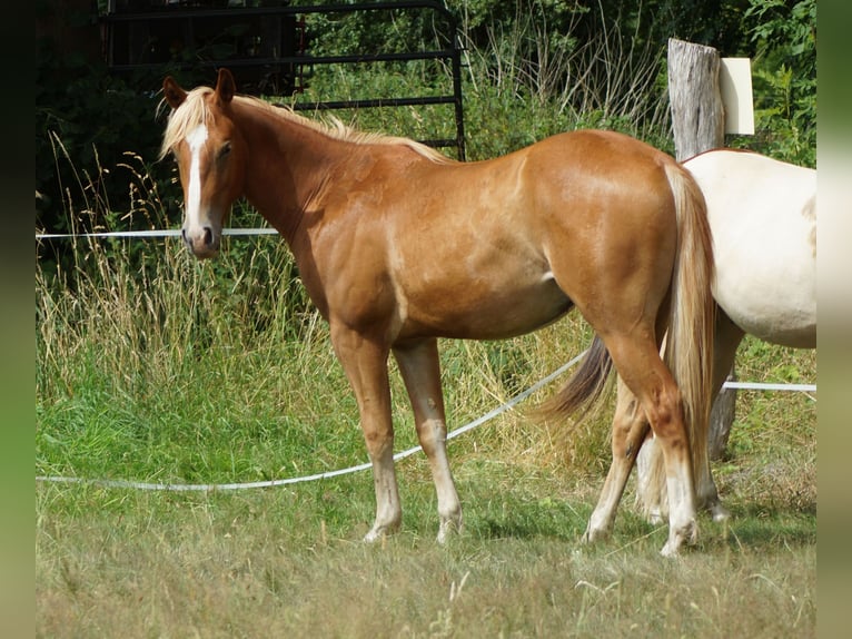 American Quarter Horse Wallach 2 Jahre 153 cm Fuchs in Linsburg