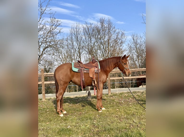 American Quarter Horse Wallach 2 Jahre 153 cm Fuchs in Cortazzone