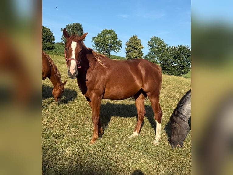 American Quarter Horse Wallach 2 Jahre 153 cm Fuchs in Daleiden