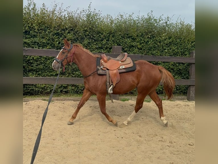 American Quarter Horse Wallach 2 Jahre 153 cm Fuchs in Daleiden
