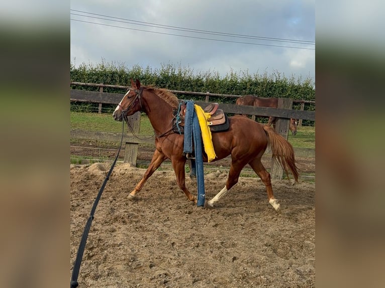 American Quarter Horse Wallach 2 Jahre 153 cm Fuchs in Daleiden