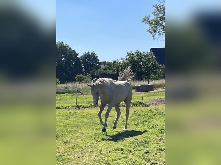 American Quarter Horse Wallach 2 Jahre 153 cm Palomino in Treuenbrietzen