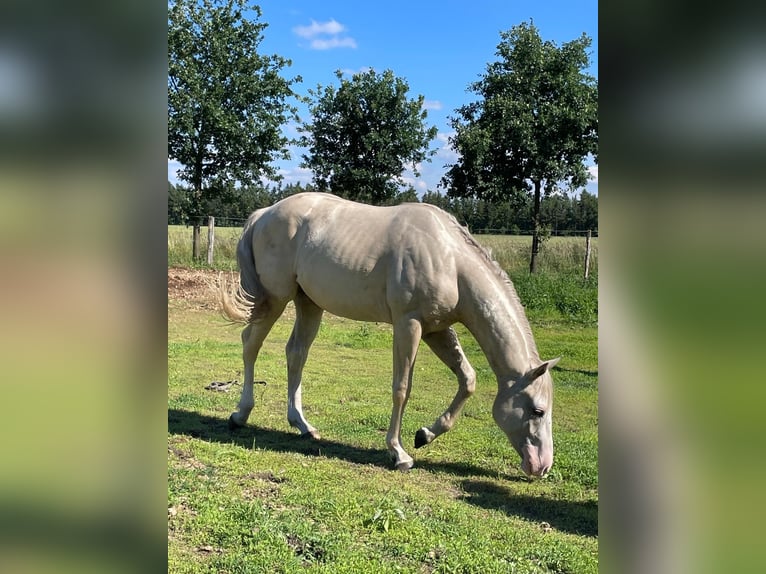 American Quarter Horse Wallach 2 Jahre 153 cm Palomino in Treuenbrietzen