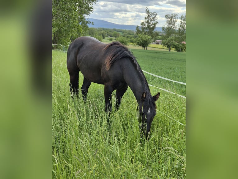 American Quarter Horse Wallach 2 Jahre 153 cm Rappe in Dardesheim