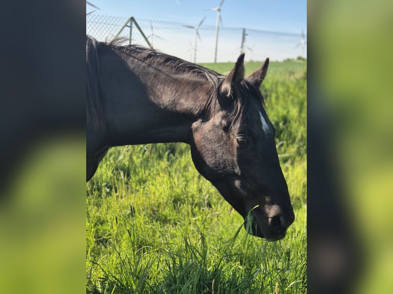 American Quarter Horse Wallach 2 Jahre 153 cm Rappe in Dardesheim