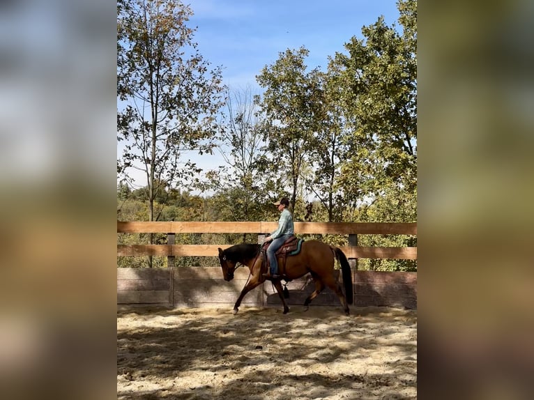 American Quarter Horse Wallach 2 Jahre 153 cm in Cortazzone