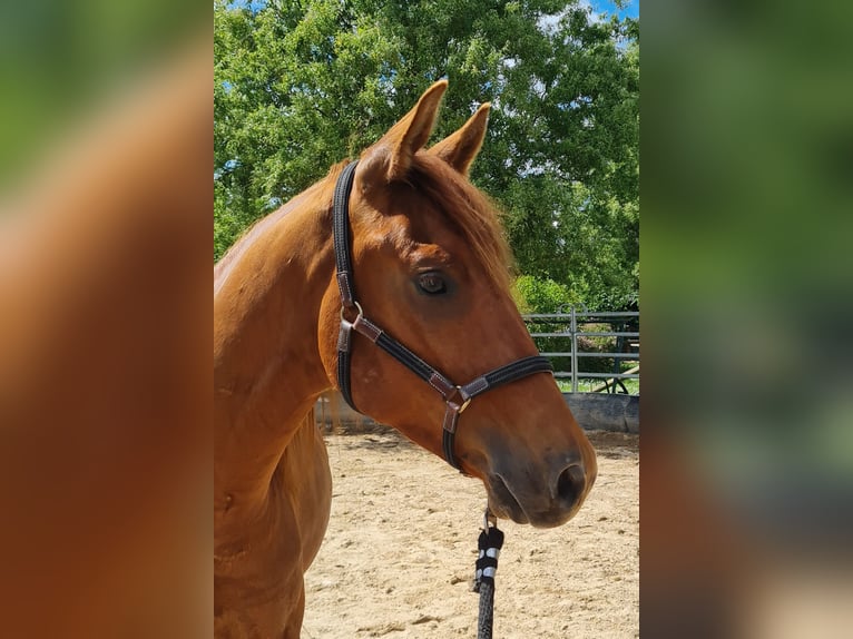 American Quarter Horse Wallach 2 Jahre 154 cm Fuchs in Harth-P&#xF6;llnitz