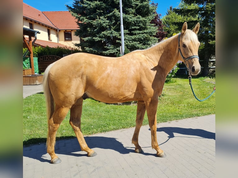 American Quarter Horse Wallach 2 Jahre 154 cm Palomino in Harth-Pöllnitz