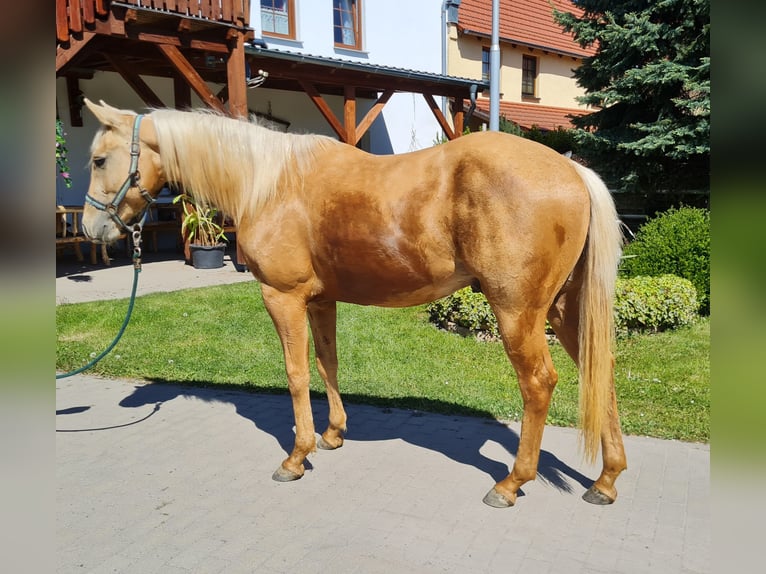 American Quarter Horse Wallach 2 Jahre 154 cm Palomino in Harth-Pöllnitz