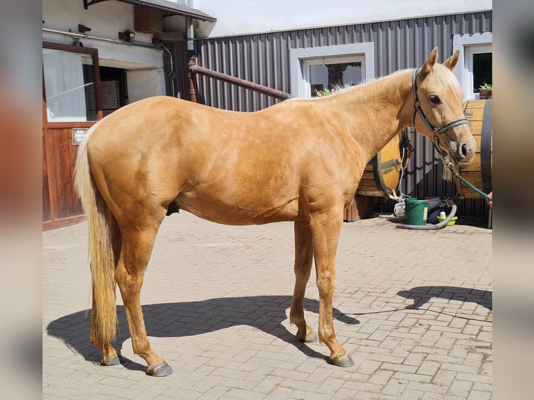 American Quarter Horse Wallach 2 Jahre 154 cm Palomino in Harth-Pöllnitz