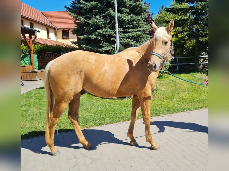 American Quarter Horse Wallach 2 Jahre 154 cm Palomino in Harth-Pöllnitz