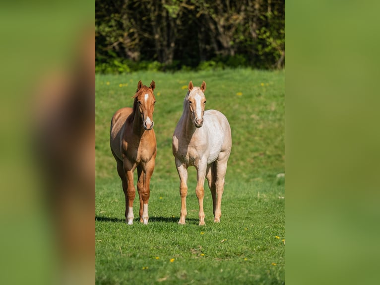 American Quarter Horse Wallach 2 Jahre 154 cm Palomino in Herzberg am Harz