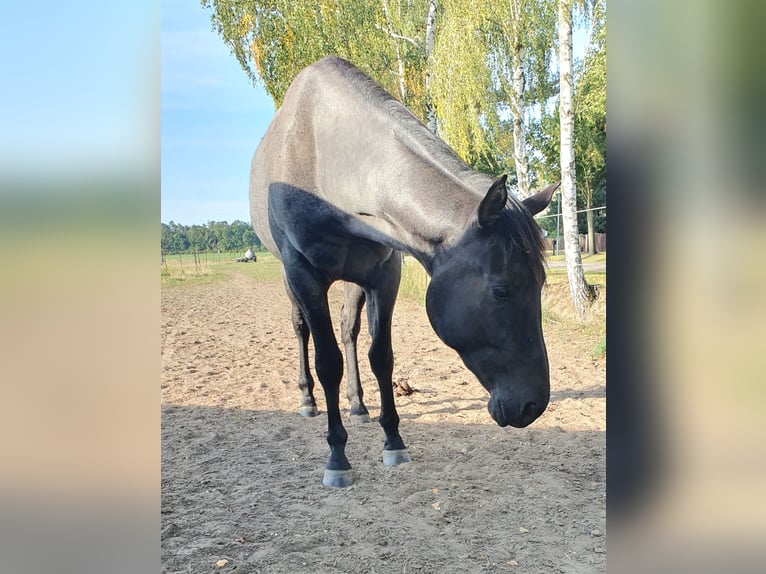 American Quarter Horse Wallach 2 Jahre 154 cm Roan-Blue in Zerbst
