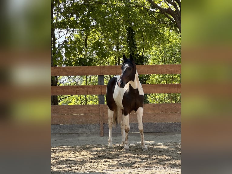 American Quarter Horse Wallach 2 Jahre 154 cm Schecke in Cortazzone