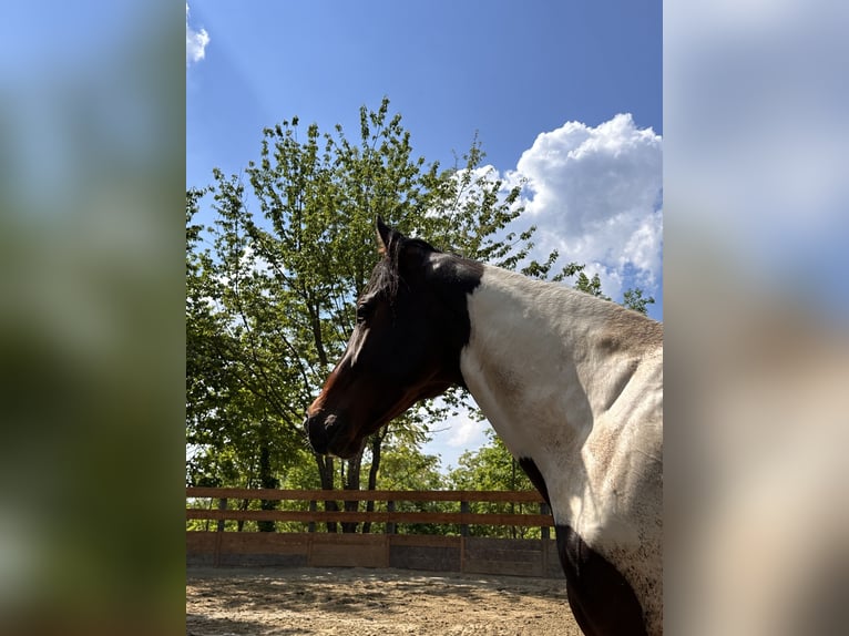 American Quarter Horse Wallach 2 Jahre 154 cm Schecke in Cortazzone