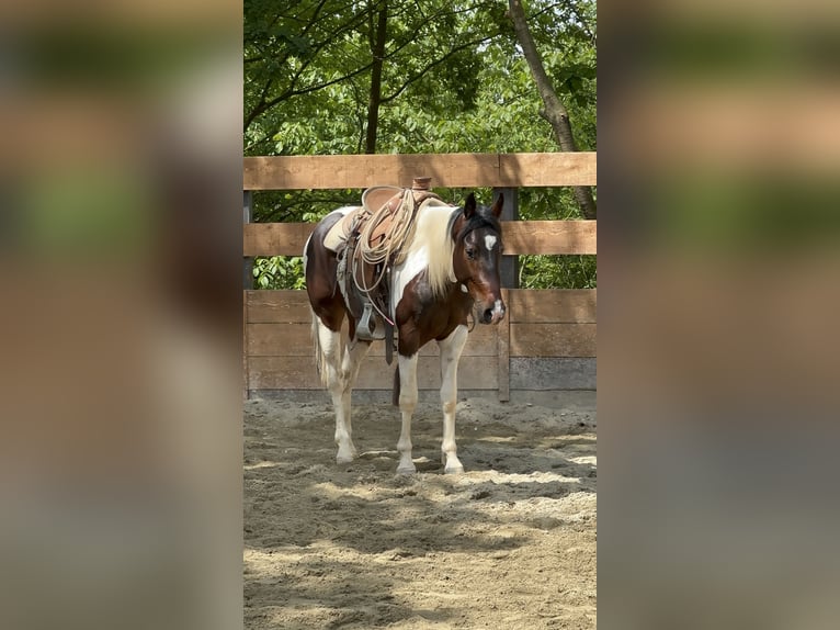American Quarter Horse Wallach 2 Jahre 154 cm Schecke in Cortazzone