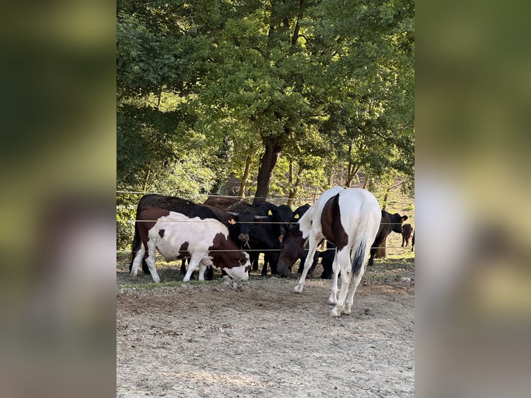 American Quarter Horse Wallach 2 Jahre 154 cm Schecke in Cortazzone