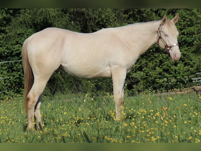 American Quarter Horse Wallach 2 Jahre 155 cm Champagne in Schwarzach