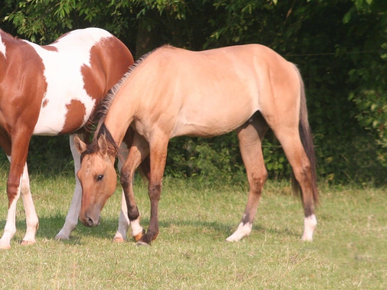 American Quarter Horse Wallach 2 Jahre 155 cm Falbe in D&#xFC;sseldorf