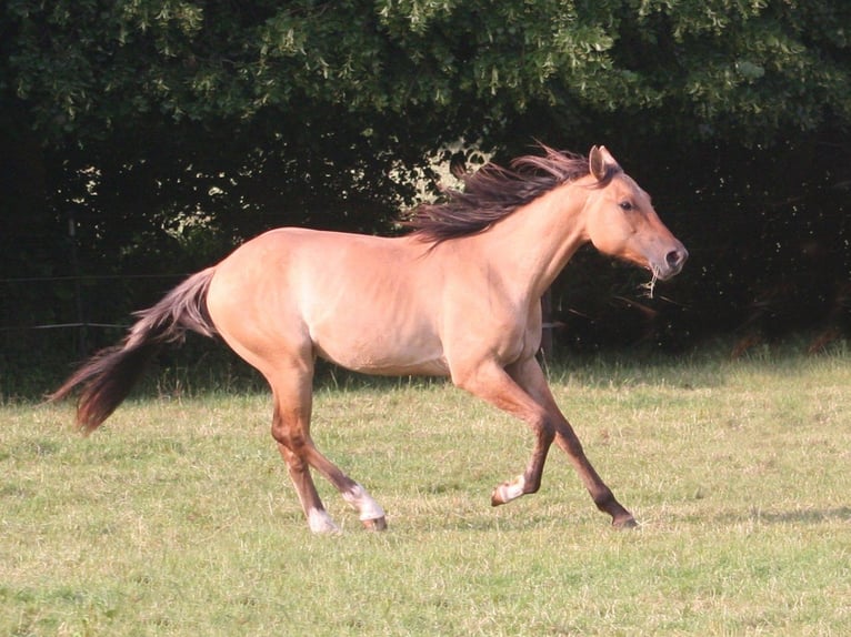 American Quarter Horse Wallach 2 Jahre 155 cm Falbe in D&#xFC;sseldorf