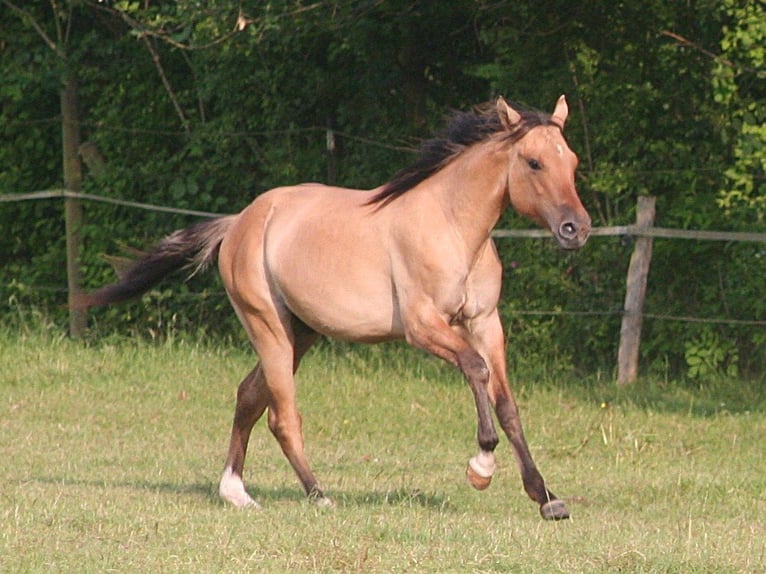 American Quarter Horse Wallach 2 Jahre 155 cm Falbe in D&#xFC;sseldorf