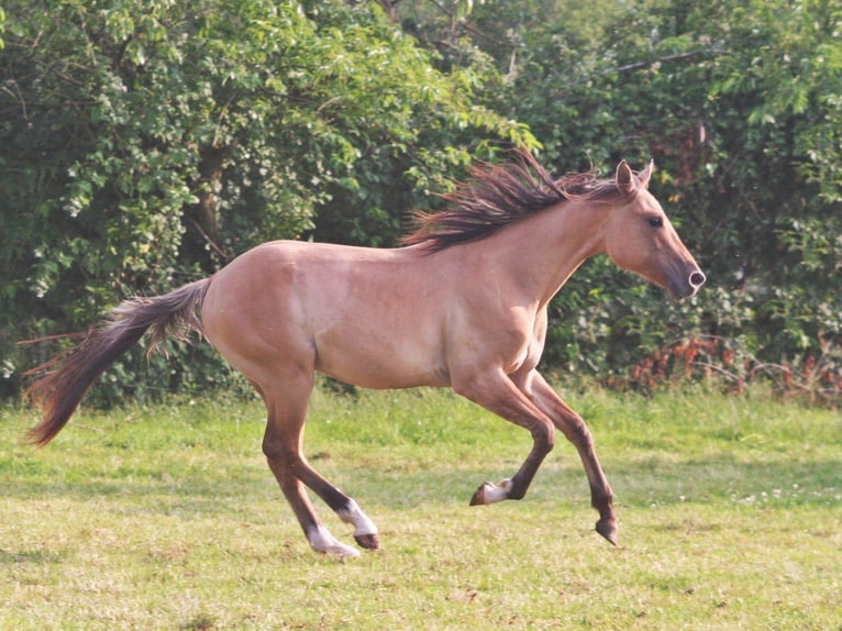 American Quarter Horse Wallach 2 Jahre 155 cm Falbe in D&#xFC;sseldorf