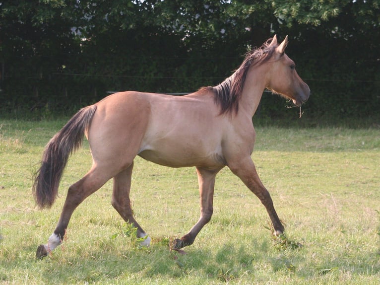 American Quarter Horse Wallach 2 Jahre 155 cm Falbe in D&#xFC;sseldorf