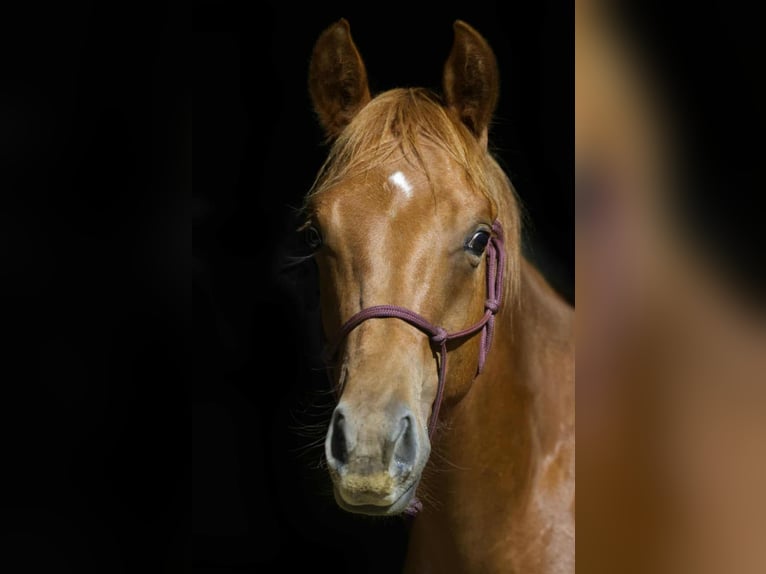 American Quarter Horse Wallach 2 Jahre 155 cm Fuchs in Igling