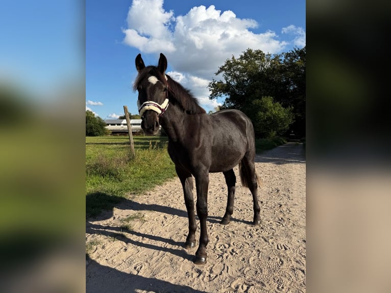 American Quarter Horse Mix Wallach 2 Jahre 155 cm Grullo in Blankenfelde - Mahlow
