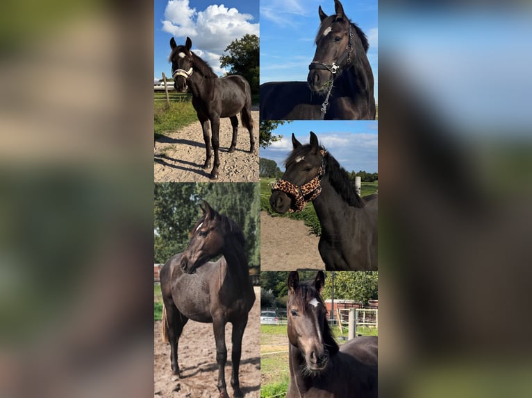 American Quarter Horse Mix Wallach 2 Jahre 155 cm Grullo in Schönefeld