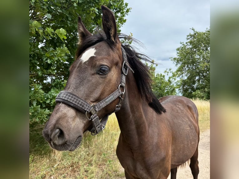 American Quarter Horse Mix Wallach 2 Jahre 155 cm Grullo in Schönefeld