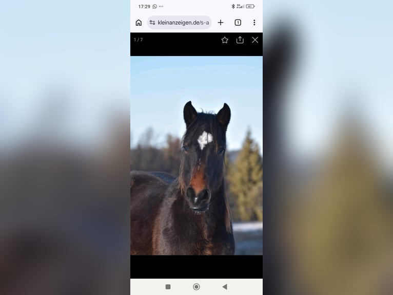 American Quarter Horse Mix Wallach 2 Jahre 155 cm Schwarzbrauner in Pfronten