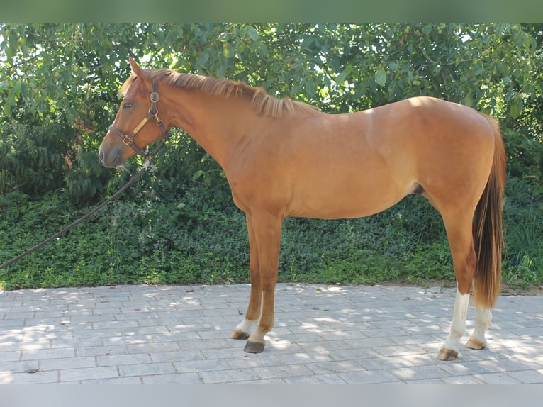 American Quarter Horse Wallach 2 Jahre 156 cm Fuchs in Freiburg im Breisgau