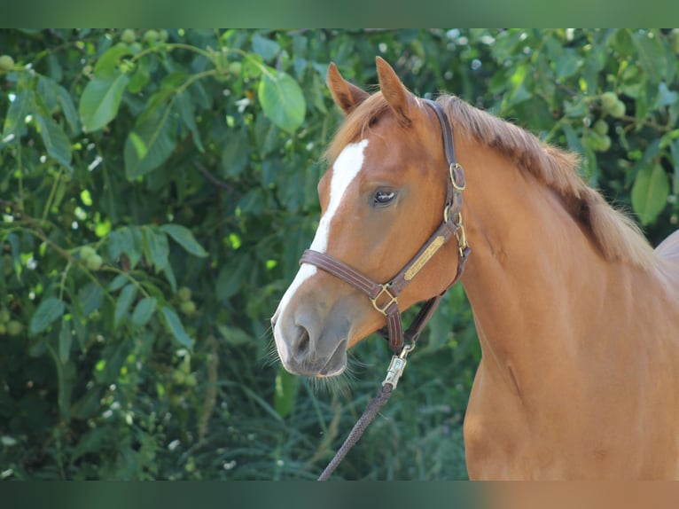 American Quarter Horse Wallach 2 Jahre 156 cm Fuchs in Freiburg im Breisgau
