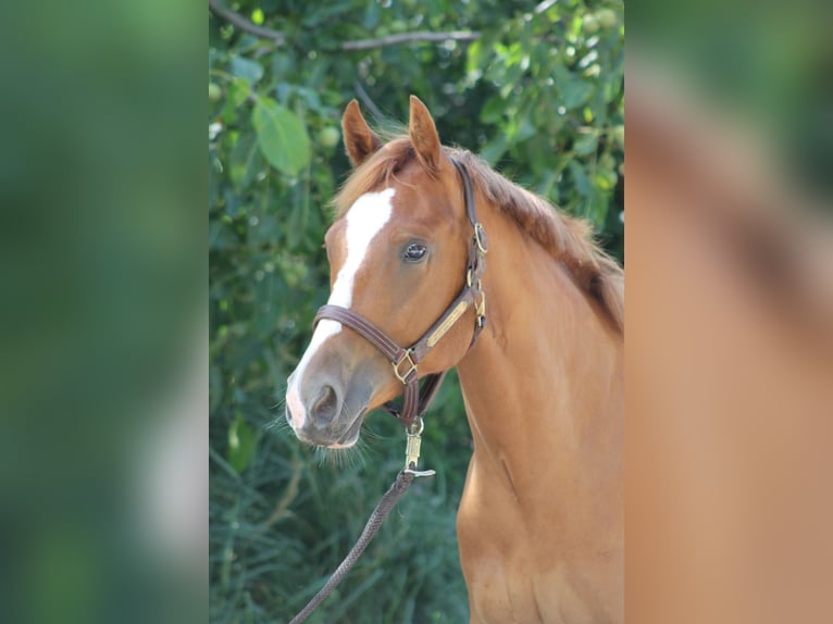 American Quarter Horse Wallach 2 Jahre 156 cm Fuchs in Freiburg im Breisgau