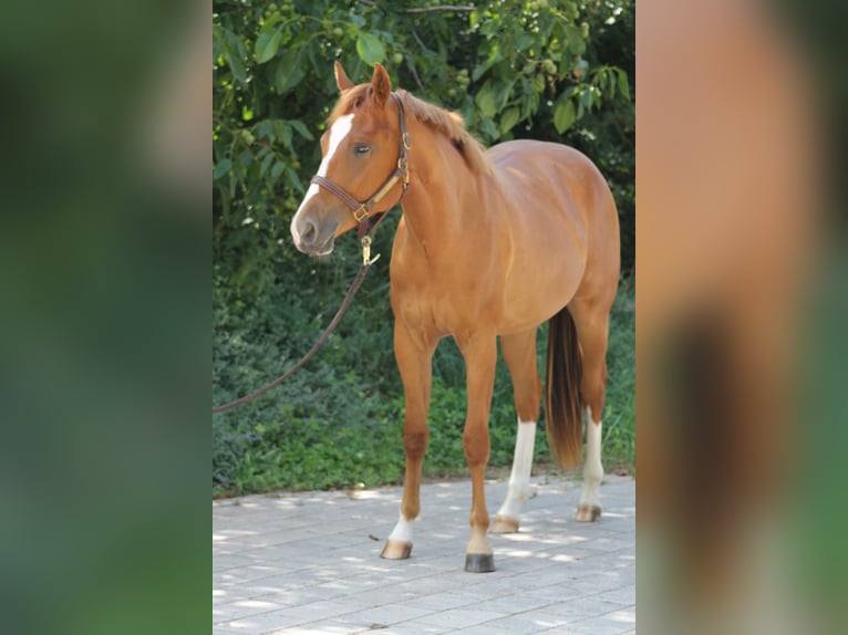 American Quarter Horse Wallach 2 Jahre 156 cm Fuchs in Freiburg im Breisgau