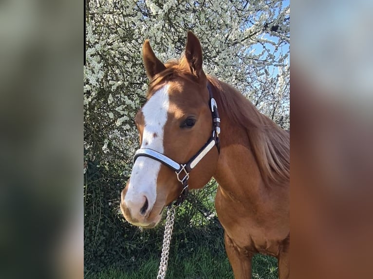 American Quarter Horse Wallach 2 Jahre 156 cm Fuchs in Dietzenbach American Quarter Horse Wallach 2 Jahre 156 cm Fuchs in Dietzenbach