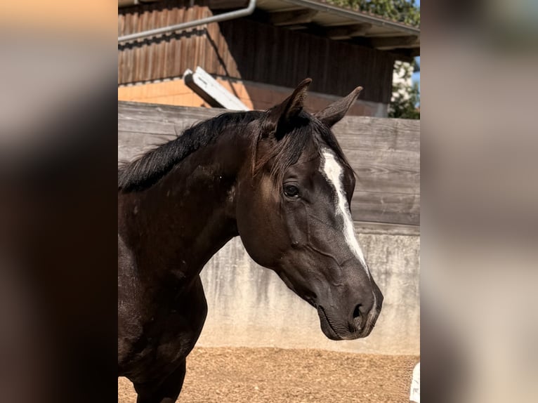 American Quarter Horse Wallach 2 Jahre 157 cm Rappe in Iggingen