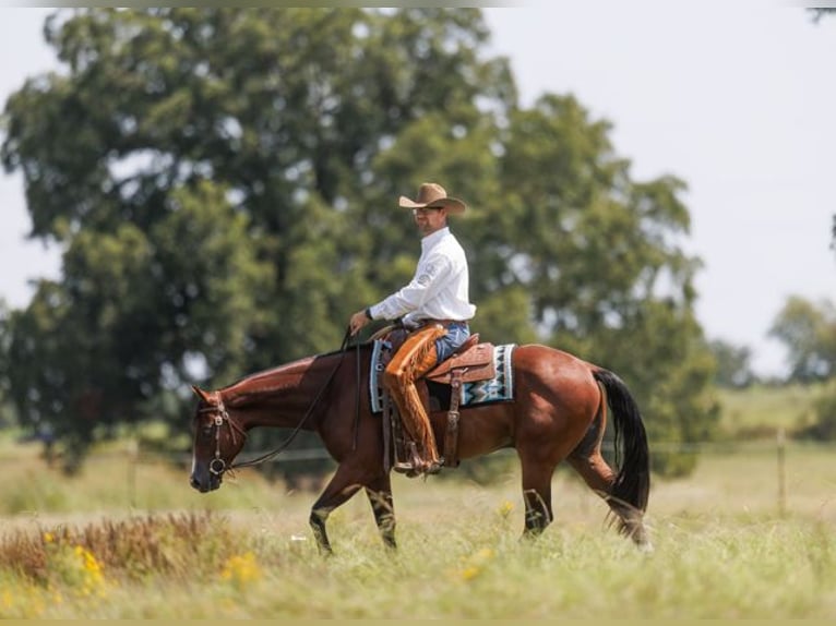 American Quarter Horse Wallach 2 Jahre 157 cm Rotbrauner in Marietta, OK
