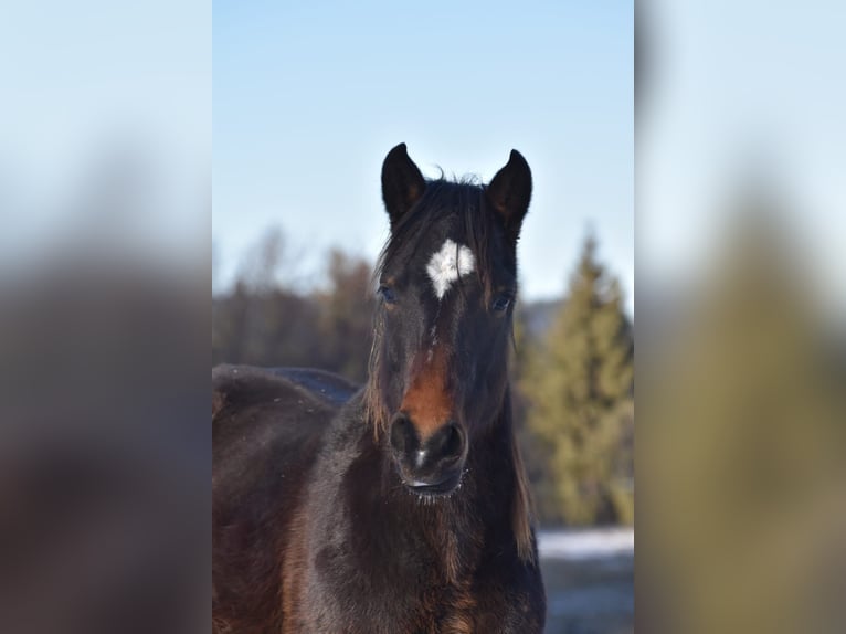 American Quarter Horse Mix Wallach 2 Jahre 157 cm Schwarzbrauner in Pfronten
