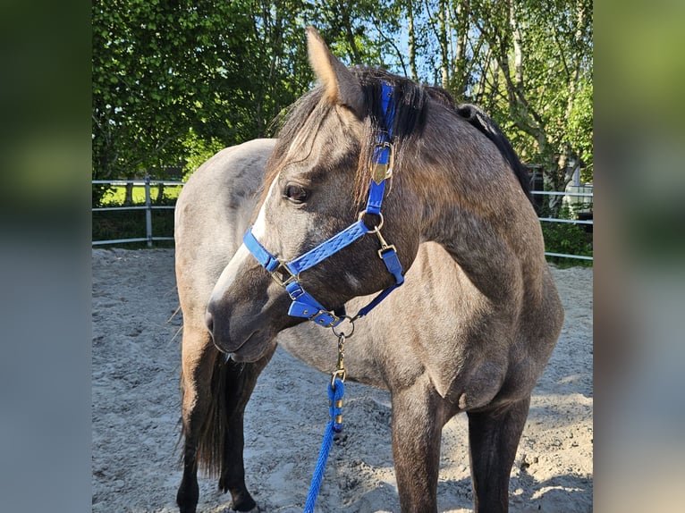 American Quarter Horse Wallach 2 Jahre 157 cm in Norden