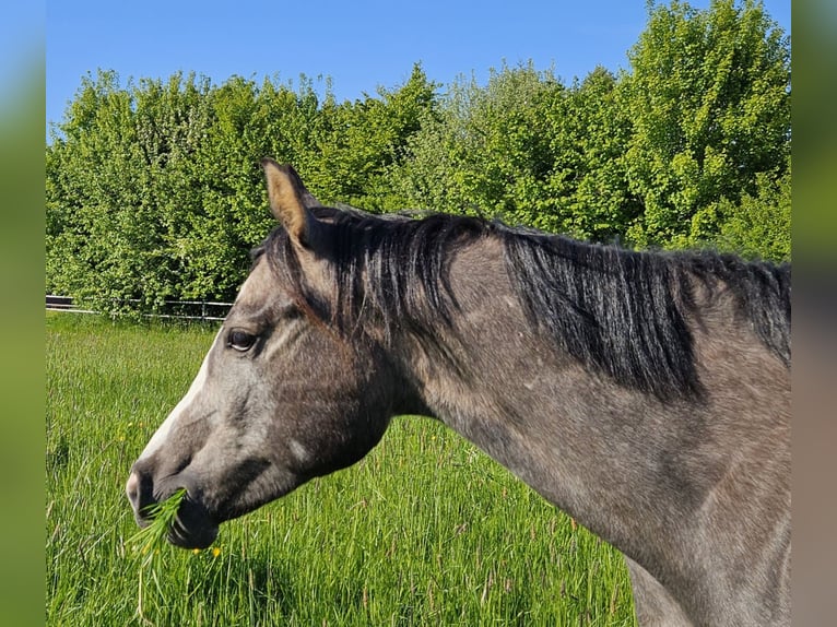 American Quarter Horse Wallach 2 Jahre 157 cm in Norden