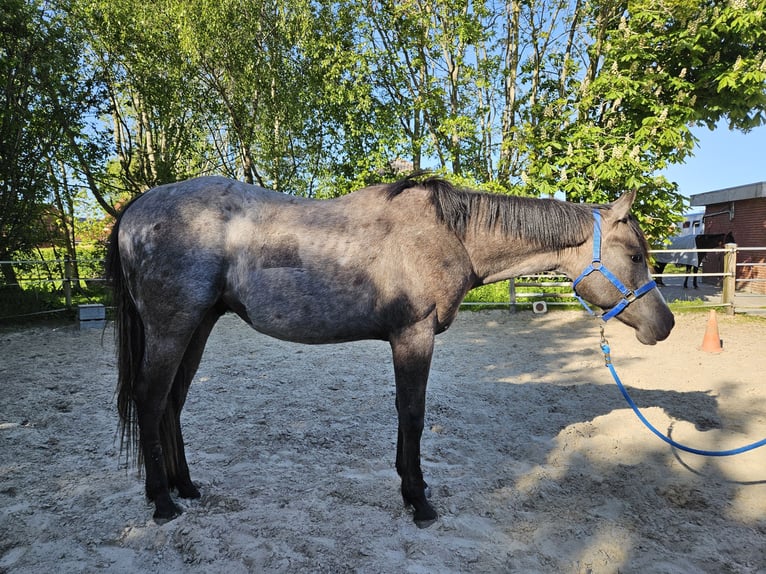 American Quarter Horse Wallach 2 Jahre 157 cm in Norden