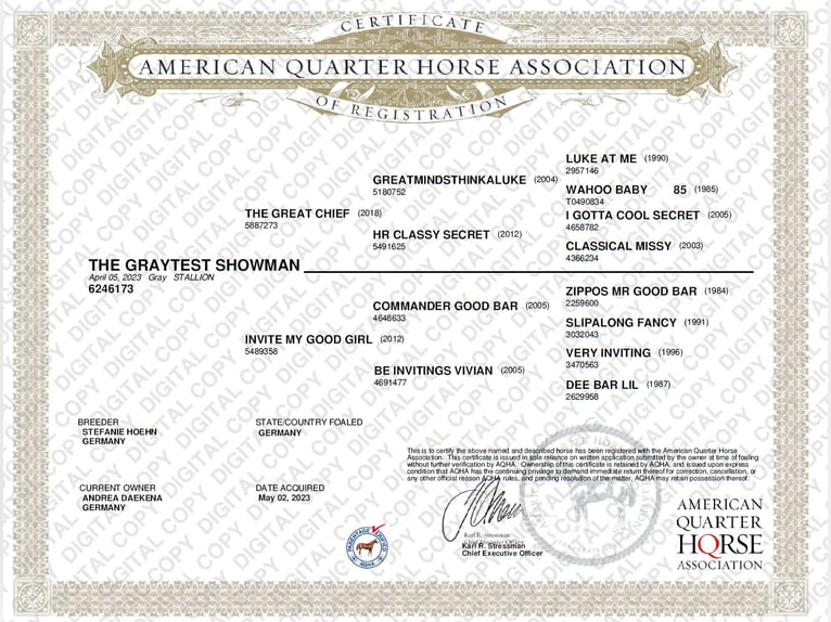 American Quarter Horse Wallach 2 Jahre 157 cm in Norden