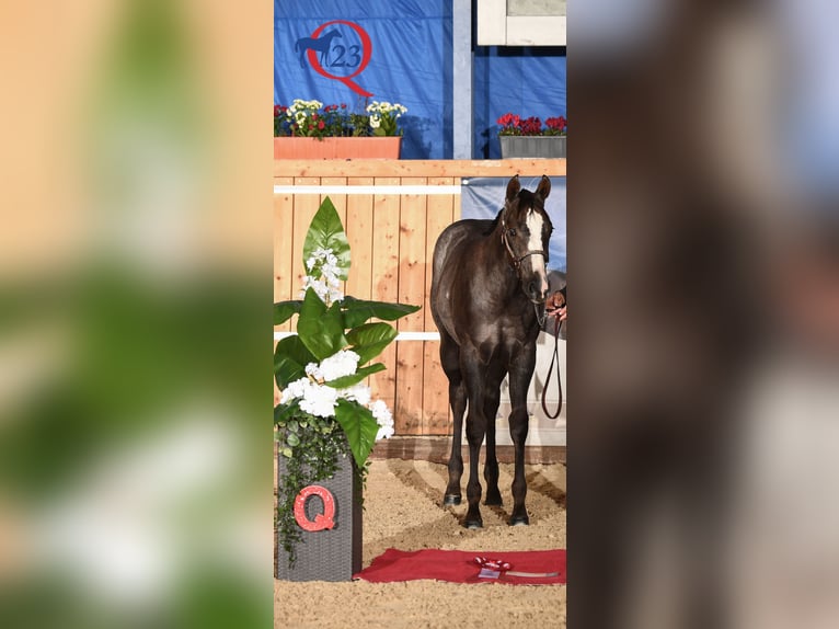 American Quarter Horse Wallach 2 Jahre 157 cm in Norden