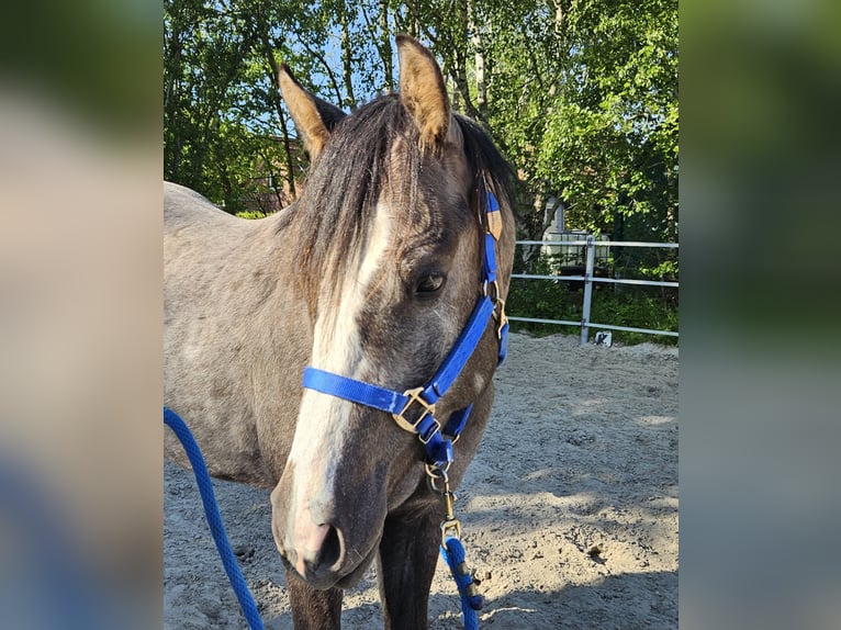American Quarter Horse Wallach 2 Jahre 157 cm in Norden