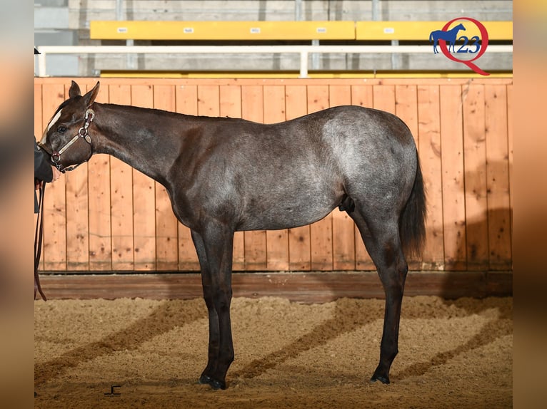 American Quarter Horse Wallach 2 Jahre 157 cm in Norden