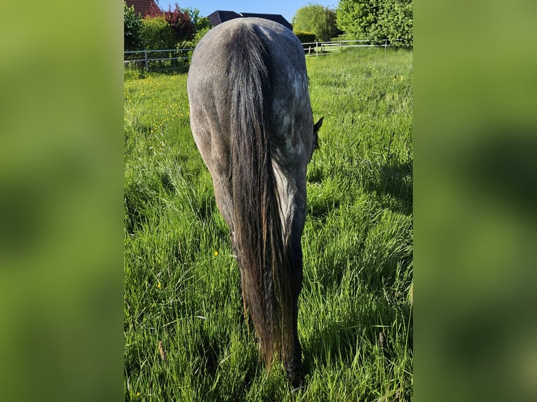 American Quarter Horse Wallach 2 Jahre 157 cm in Norden